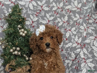 Miniature Poodle dogs Celene Ready for Christmas - Ad 36