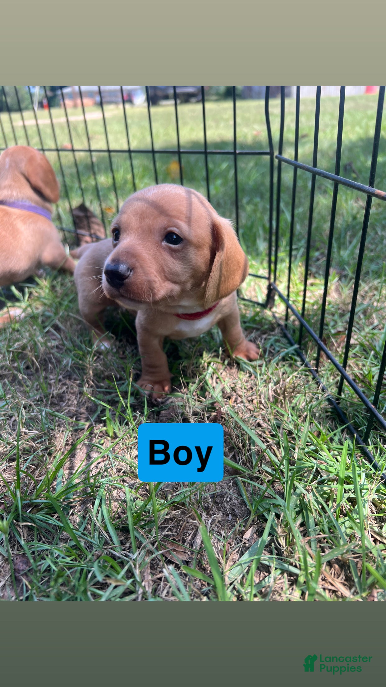 Dachshund dogs Dachshund 3 - Ad 5
