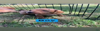 Dachshund 3