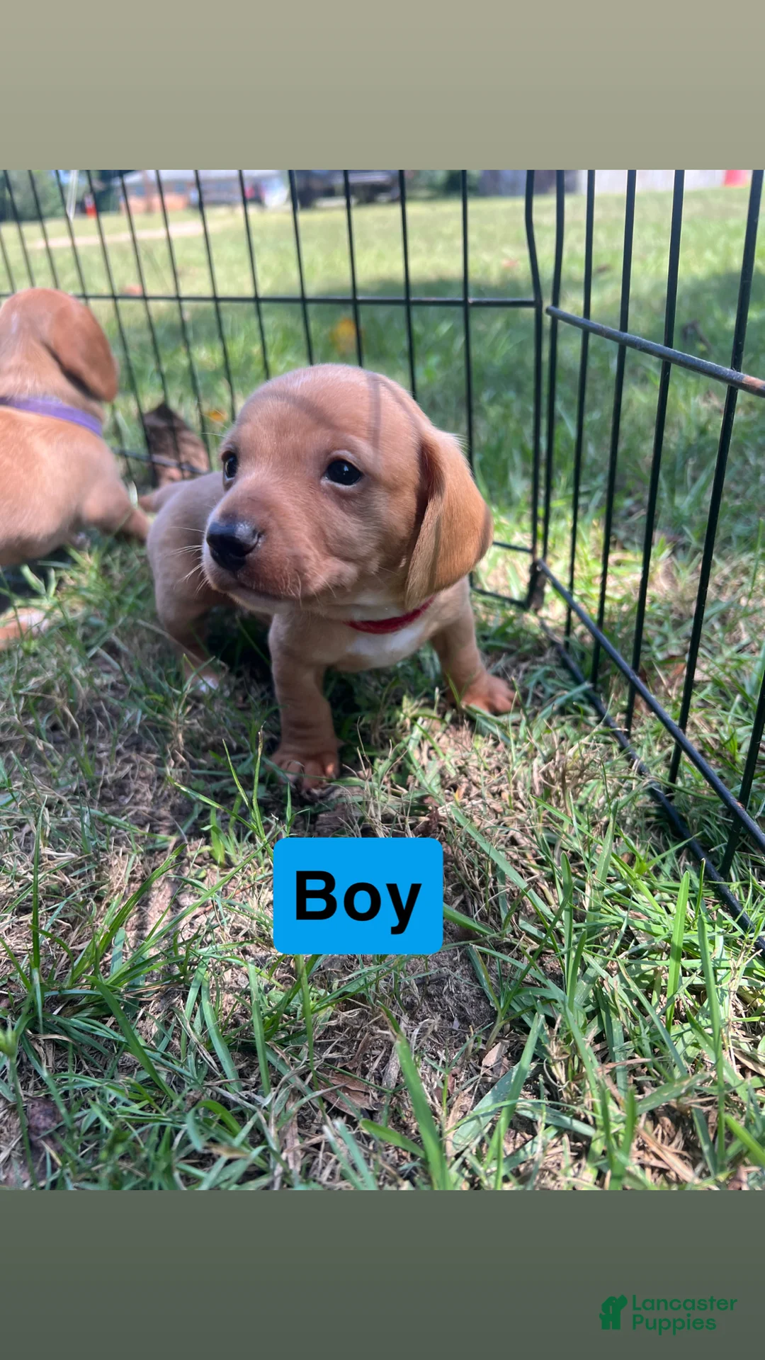 Dachshund dogs for sale: Dachshund 3 - Ad 1