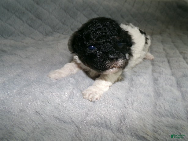 Miniature Poodle dogs Miniature Poodle Puppy 1 - Ad 17