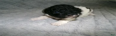 Miniature Poodle Puppy 1