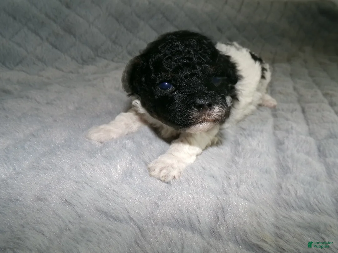 Miniature Poodle dogs for sale: Miniature Poodle Puppy 1 - Ad 1