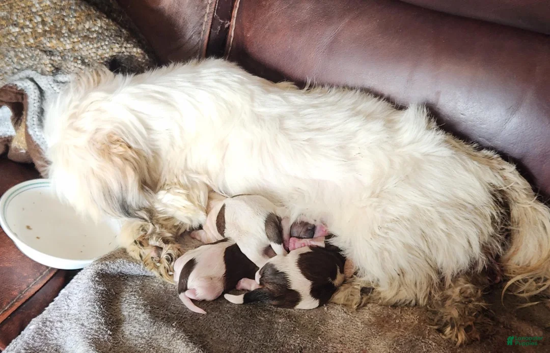 Shih Tzu dogs for sale: Bob - Ad 7
