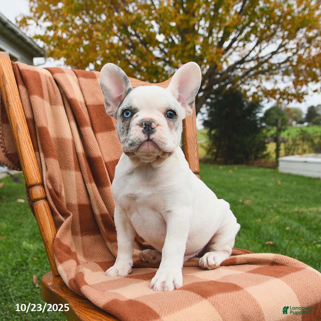 French Bulldog dogs for sale: Smokey - Ad 2