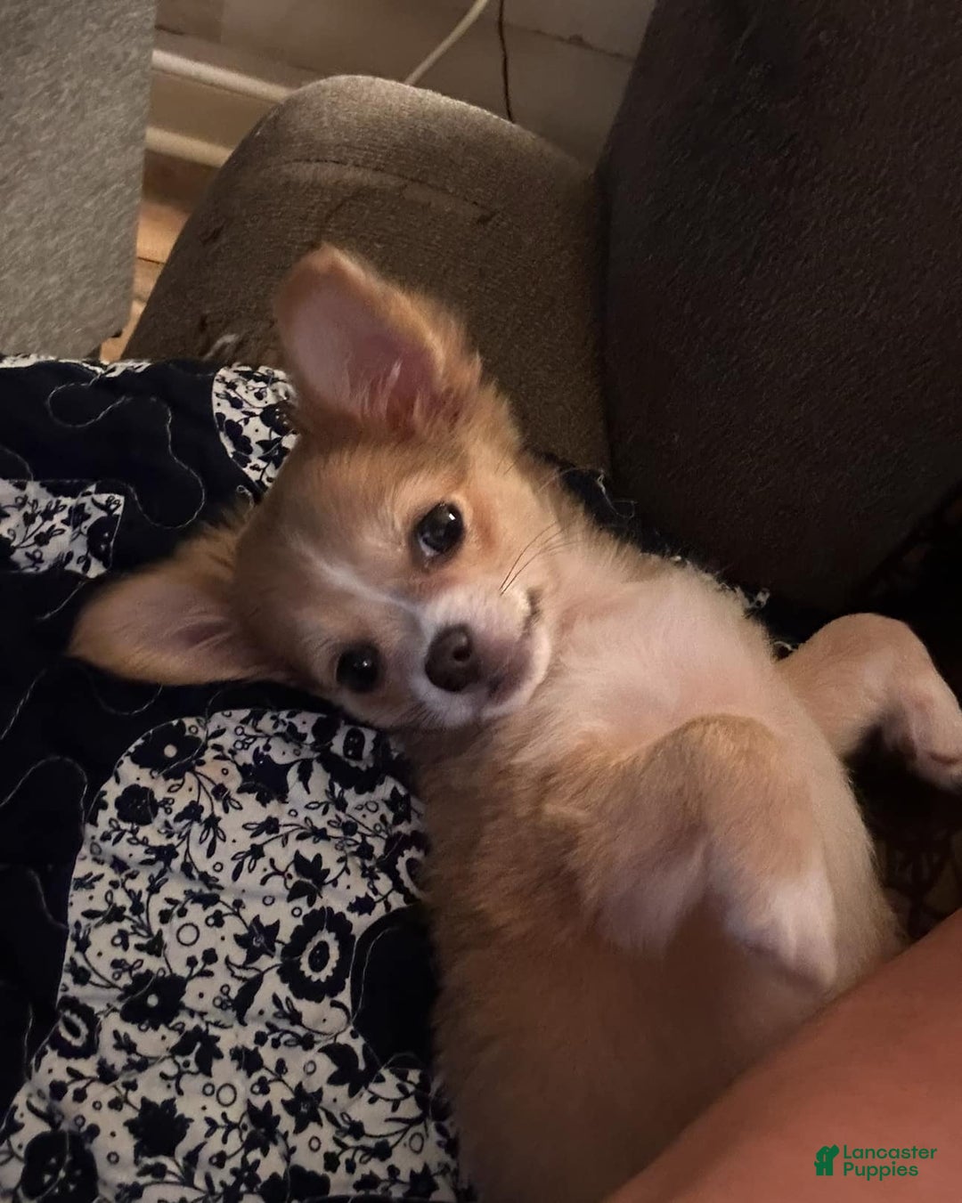 Chihuahua dogs for sale: Chihuahua Puppy 1 - Ad 4