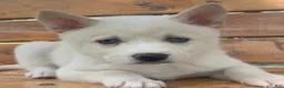 Alaskan Klee Kai dogs for sale: Blue Eyes Little Beau~! - Ad 5