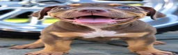 American Bully dogs for sale: American Bully 1 - Ad 1