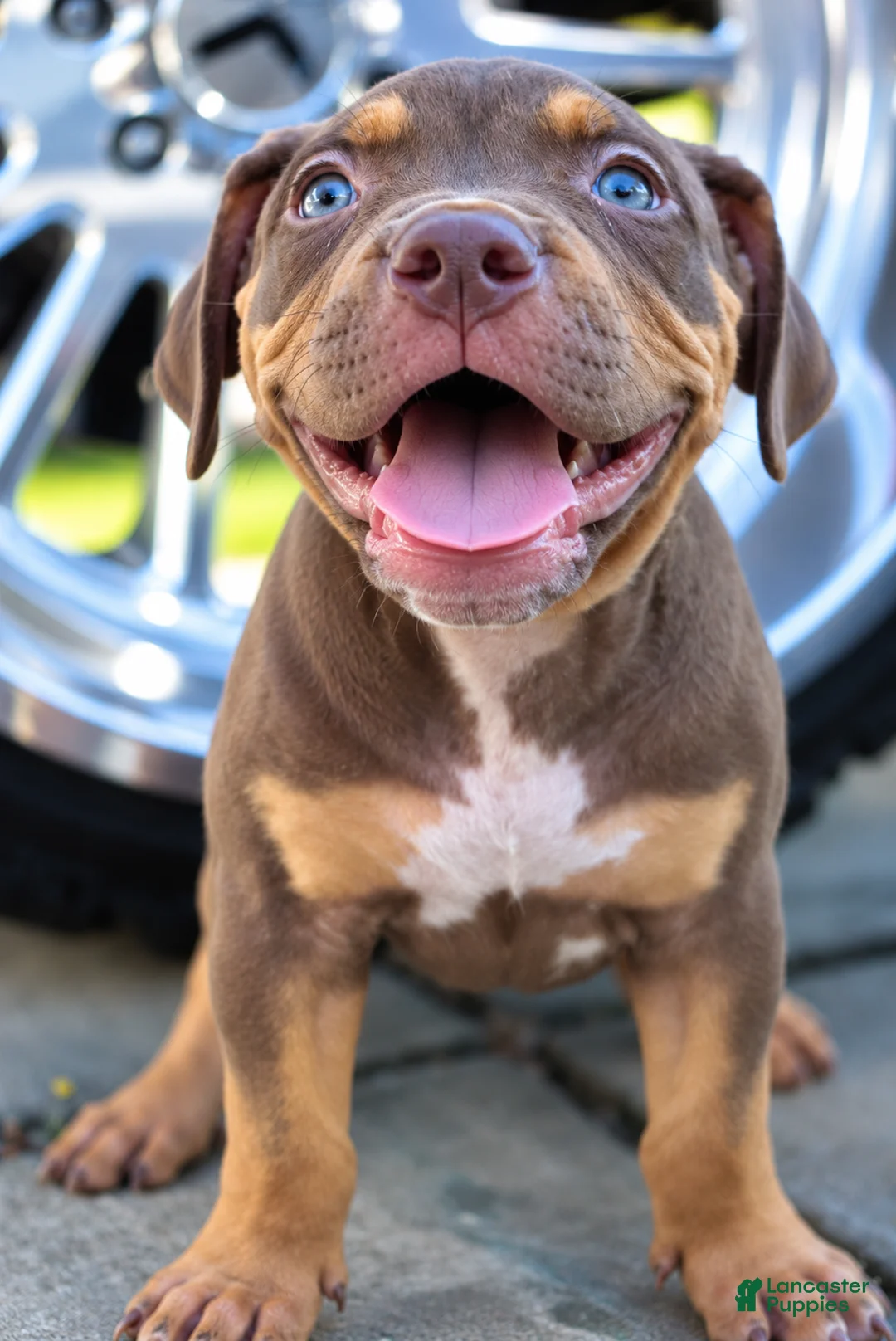 American Bully dogs for sale: American Bully 1 - Ad 1