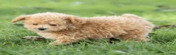 Maltipoo dogs for sale: Winston Maltipoo  - Ad 4