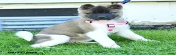 Akita dogs for sale: Nadia - Ad 5