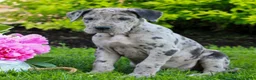 Great Dane dogs for sale: Ranger  - Ad 2