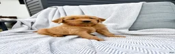 Golden Retriever dogs for sale: Kodiak (red collar) - Ad 8