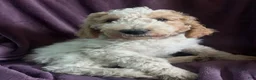 Goldendoodle dogs for sale: Rosie - Ad 4