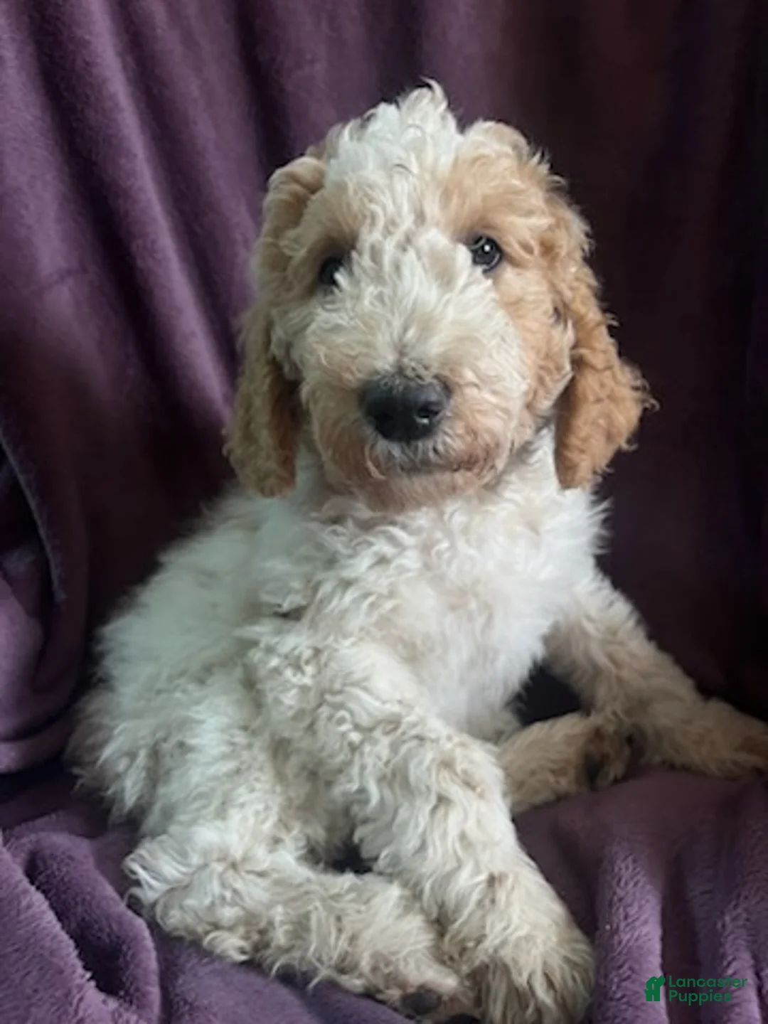 Goldendoodle dogs for sale: Rosie - Ad 4