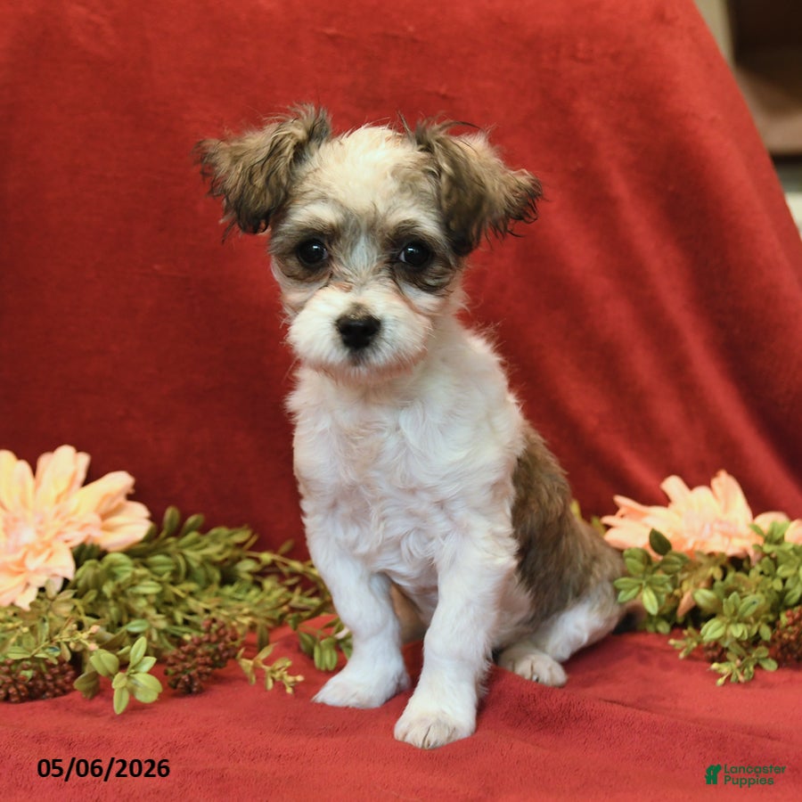 Maltipoo dogs Freddie - Ad 1