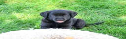 Labrador Retriever dogs for sale: Mario - Ad 3