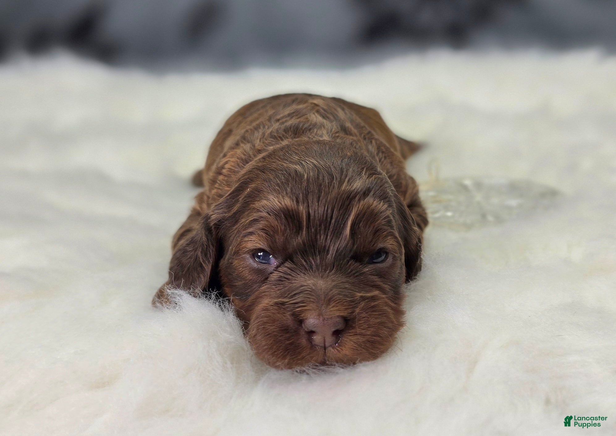 Cockapoo dogs Lyra - Ad 7