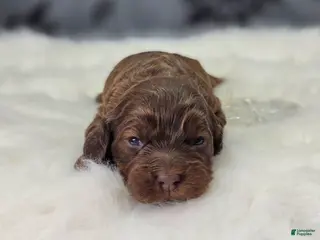 Cockapoo dogs Lyra - Ad 7