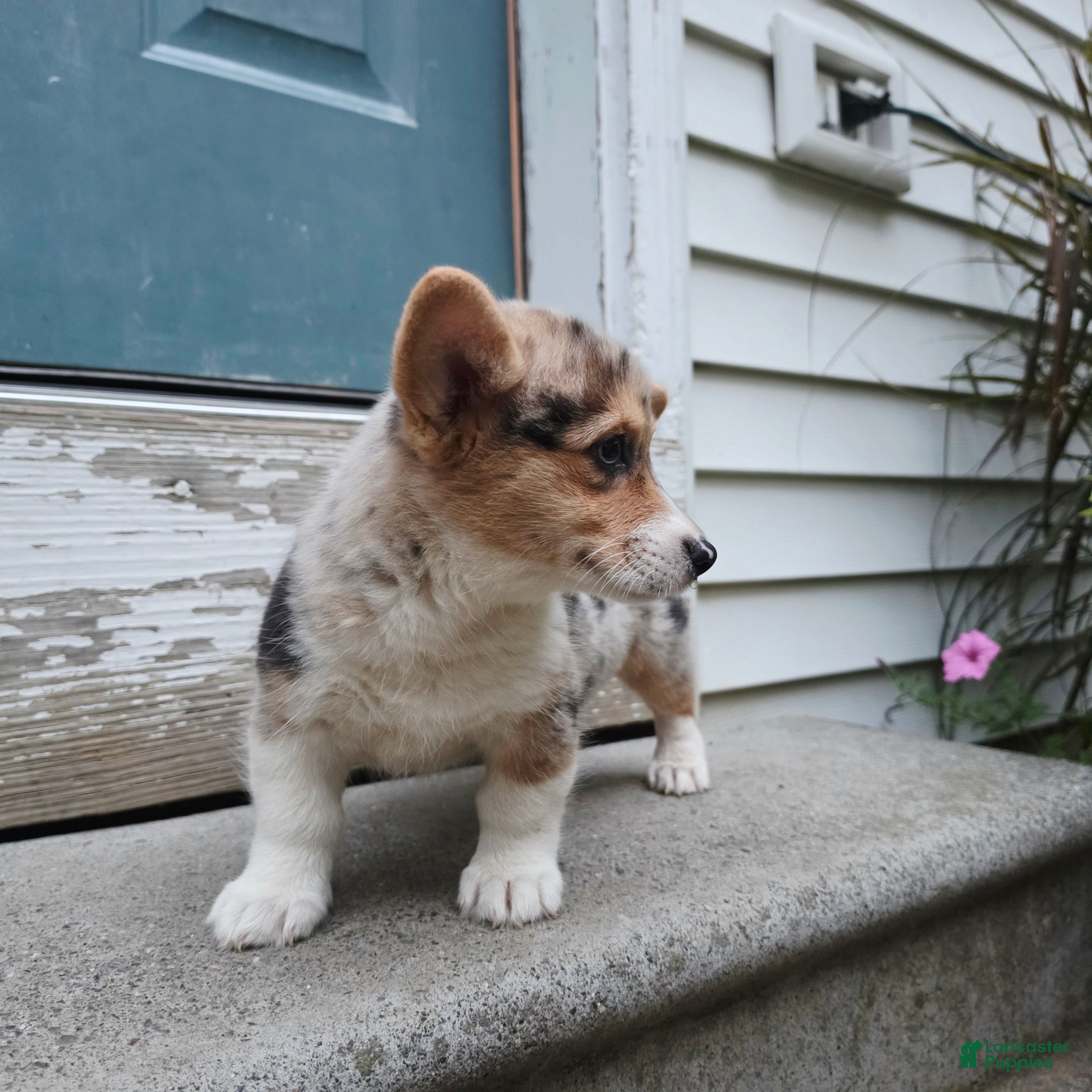Welsh Corgi Pembroke dogs Niko - Ad 2
