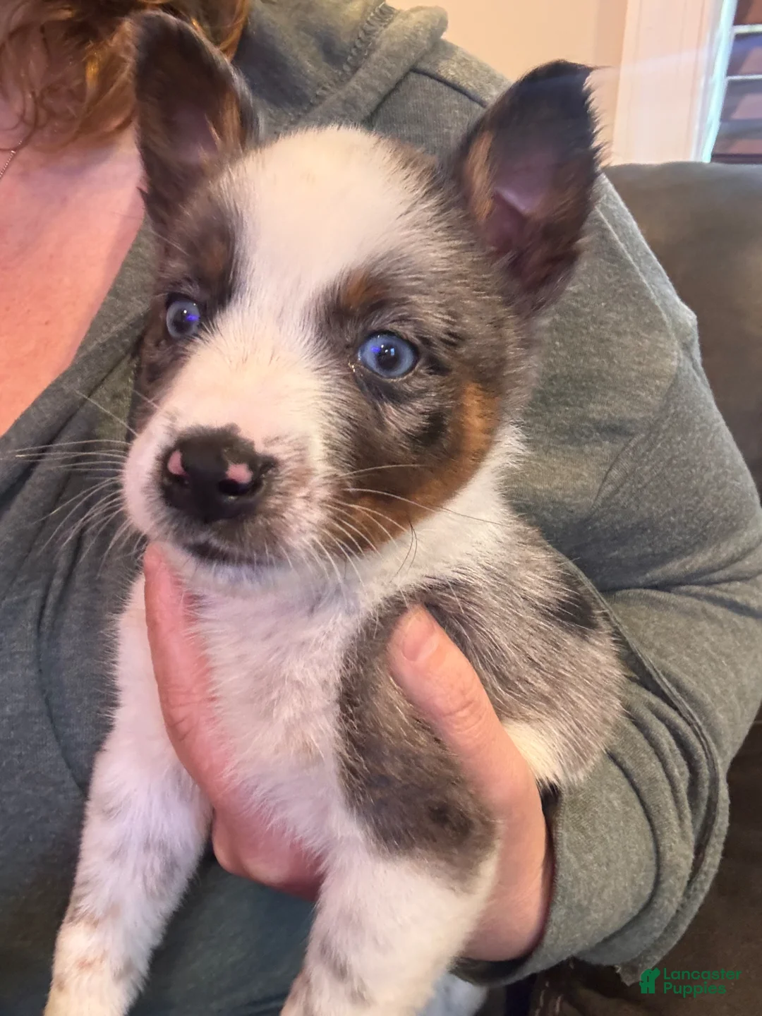 Mixed Breed dogs for sale: Mixed Breed Puppy 2 - Ad 1