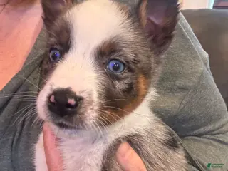 Mixed Breed dogs Mixed Breed Puppy 2 - Ad 12