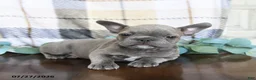 Frenchton dogs for sale: Josh - Ad 4