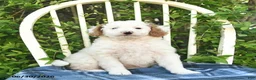 Mini Bernedoodle dogs for sale: Goldie  - Ad 3