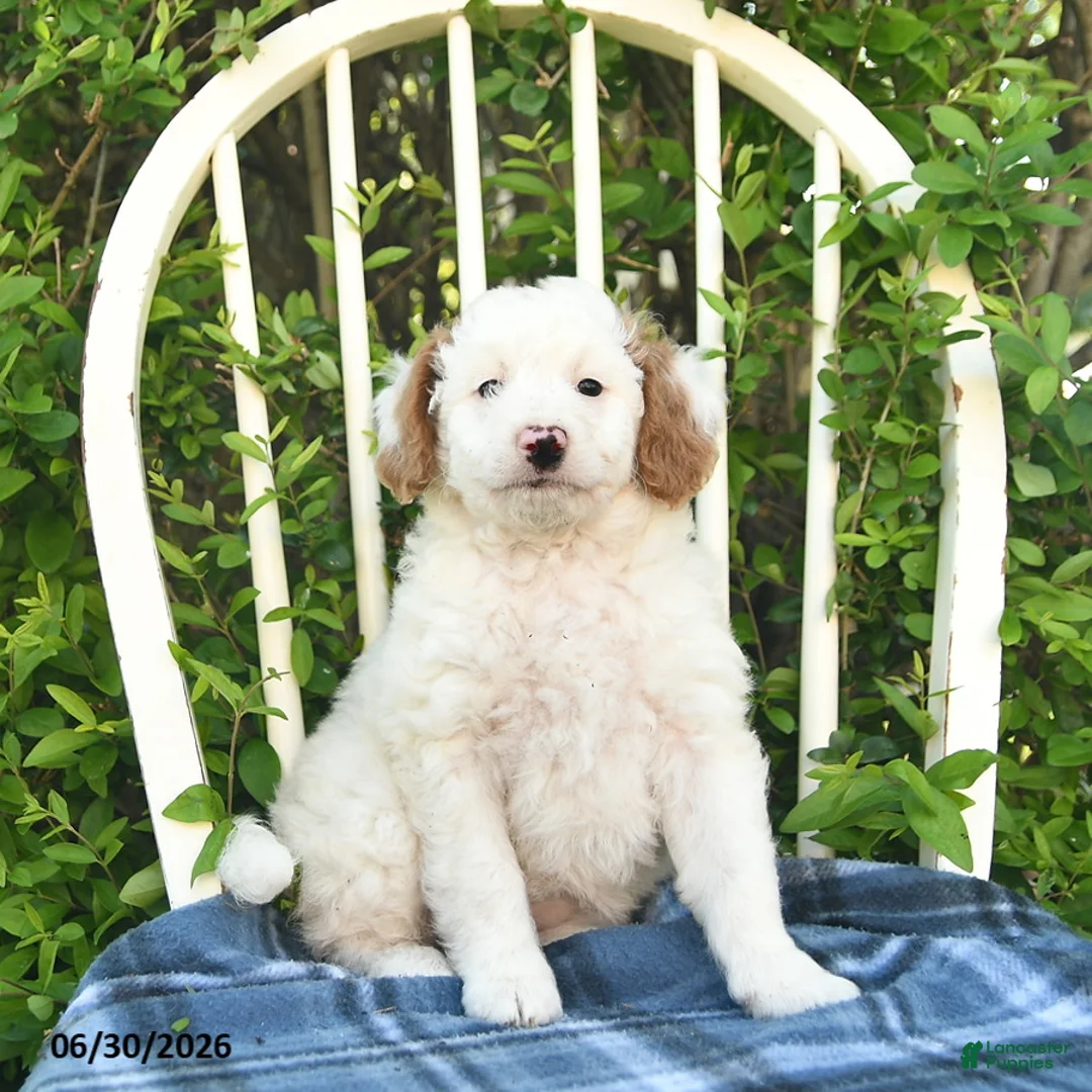 Mini Bernedoodle dogs for sale: Goldie  - Ad 3