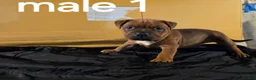 American Pit Bull Terrier dogs for sale: American Pit Bull Terrier 1 - Ad 2