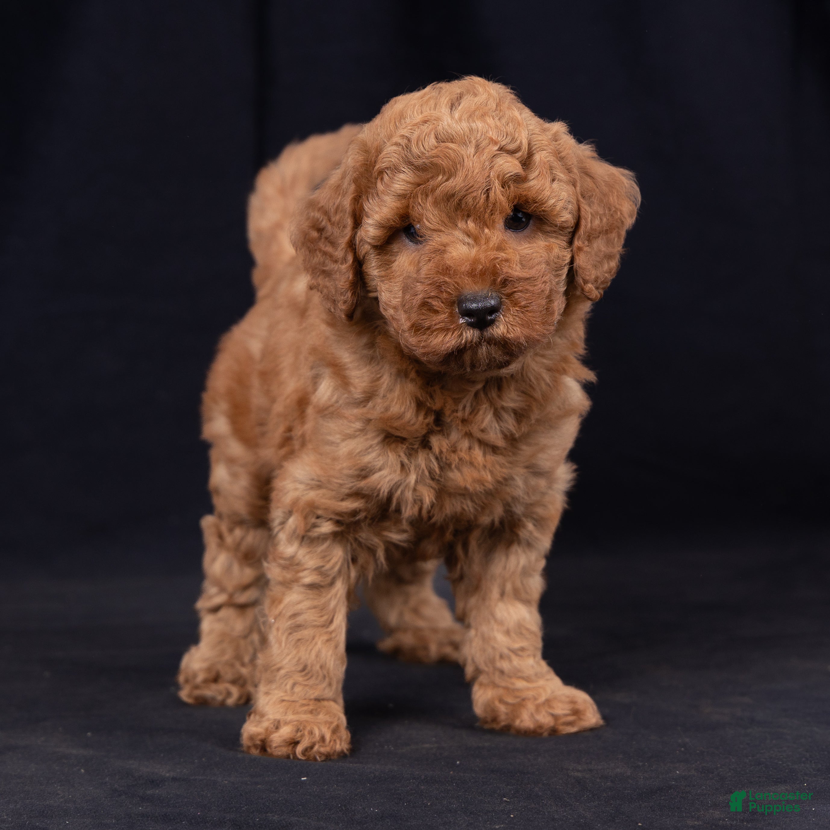 Mini Goldendoodle dogs Katie - Ad 1