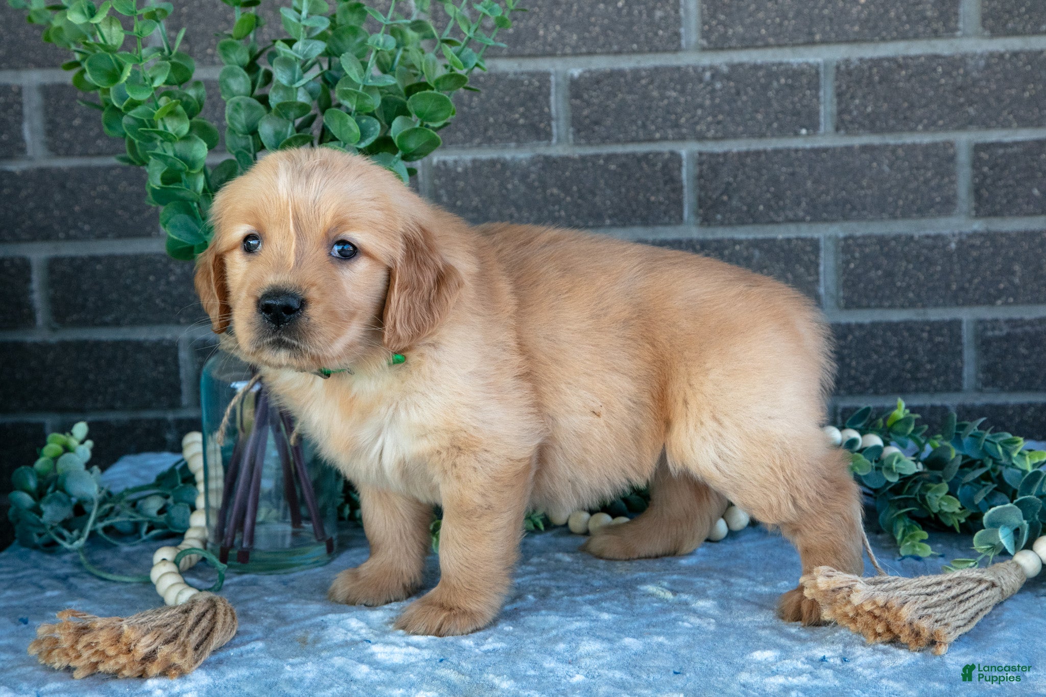 Golden Retriever dogs Pearl - Ad 1
