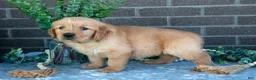 Golden Retriever dogs for sale: Pearl - Ad 1