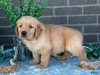 Golden Retriever dogs for sale: Pearl - Ad 2
