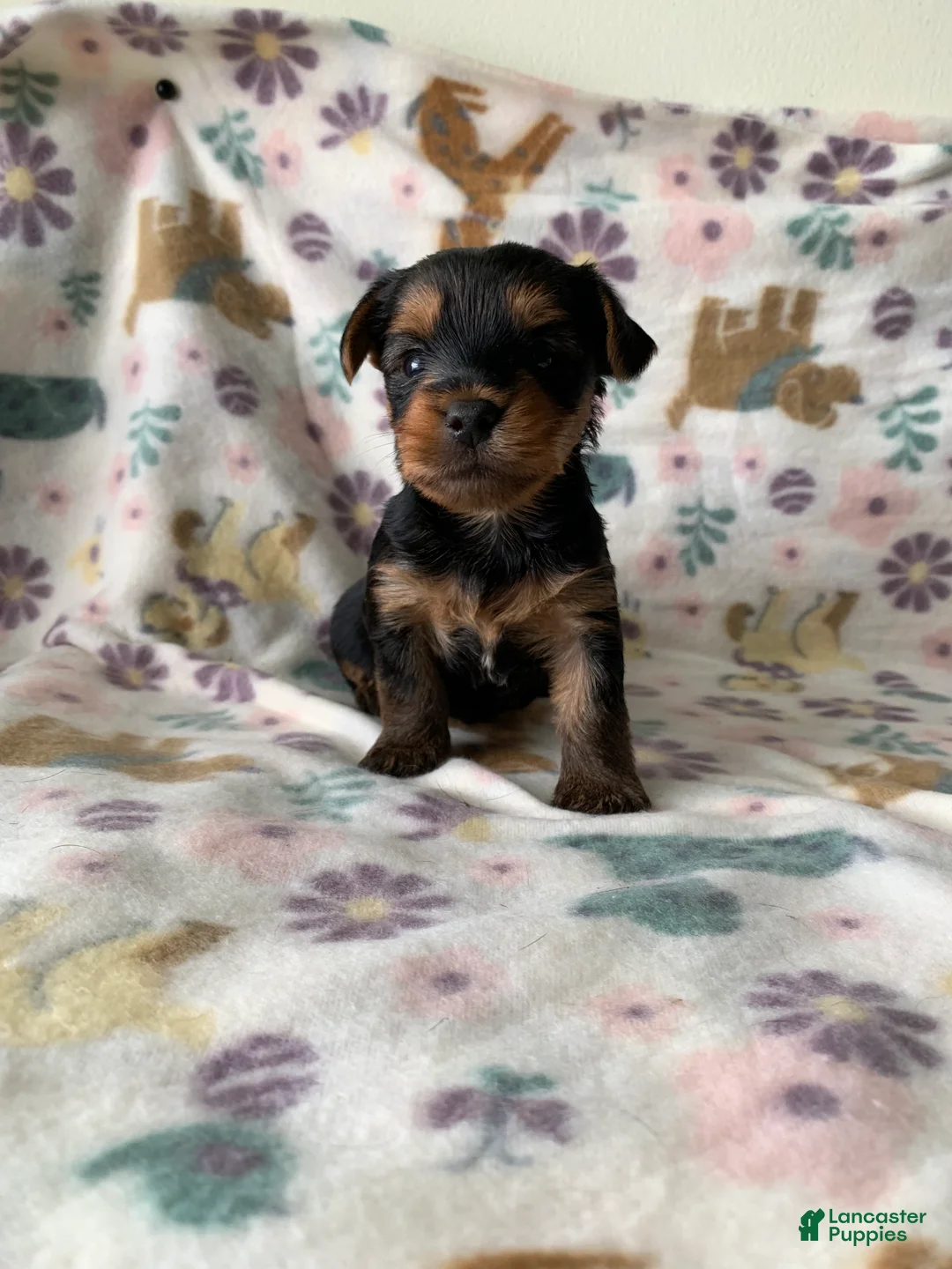 Yorkshire Terrier dogs for sale: Milo - Ad 1