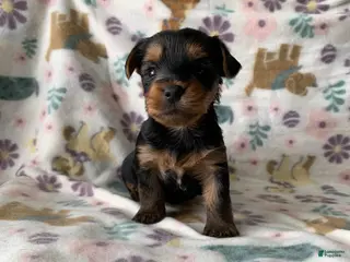 Yorkshire Terrier dogs Milo - Ad 37