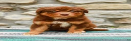 Australian Shepherd dogs for sale: Lucy - Ad 1