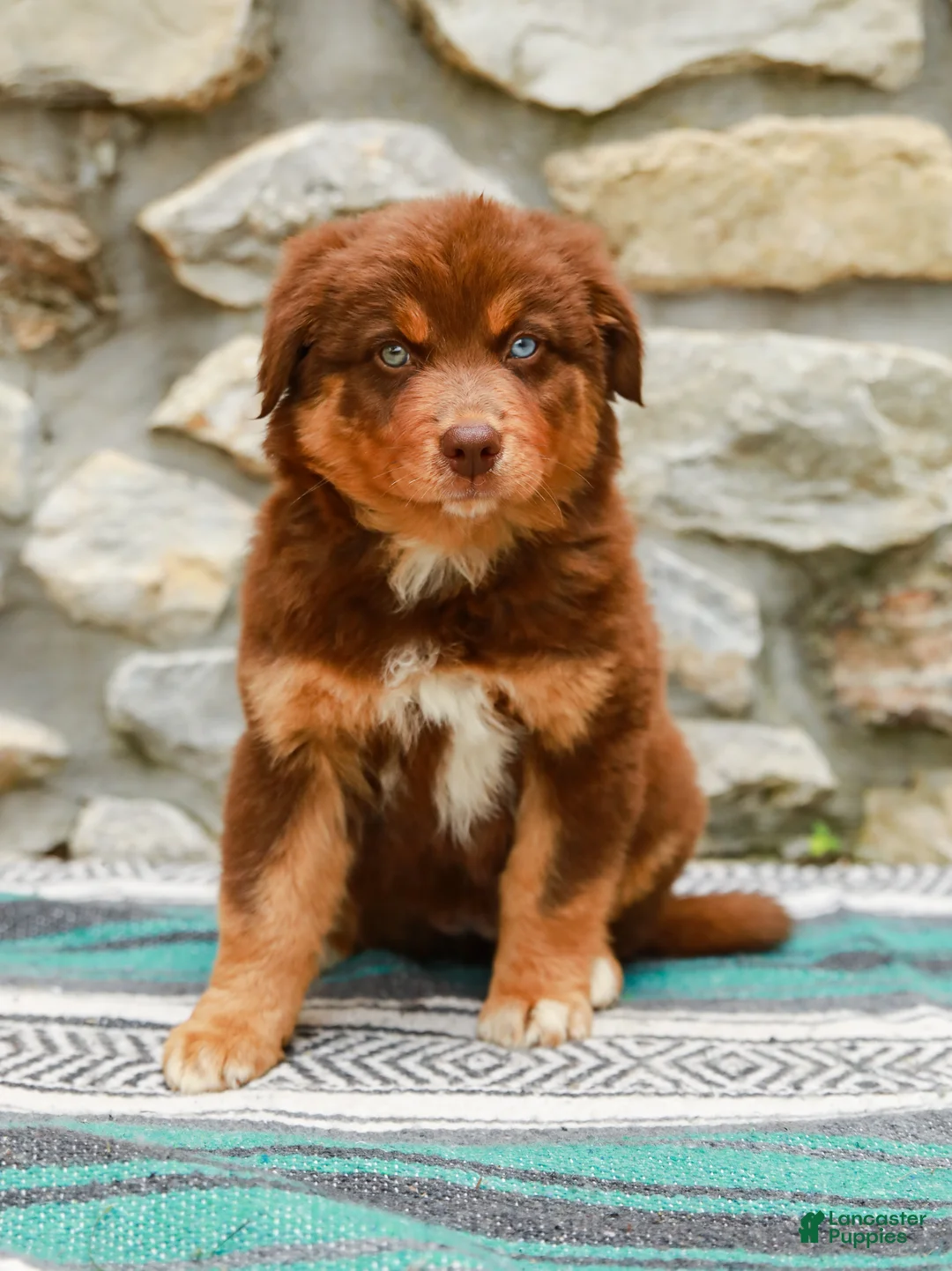 Australian Shepherd dogs for sale: Lucy - Ad 1
