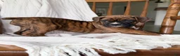 Boxer dogs for sale: Marlee - Ad 3