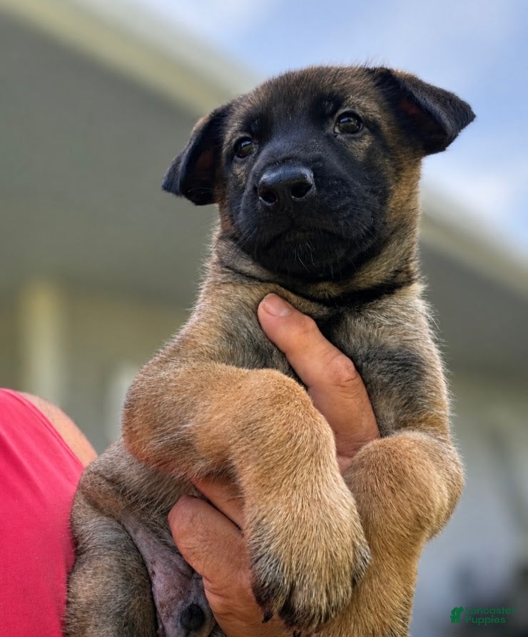 Belgian Malinois dogs Belgian Malinois 1 - Ad 9