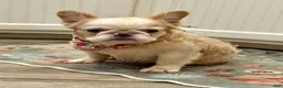 French Bulldog dogs for sale: Cream Husky Fluffy  - Ad 2