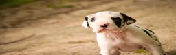 Great Dane dogs for sale: Joy - Ad 5