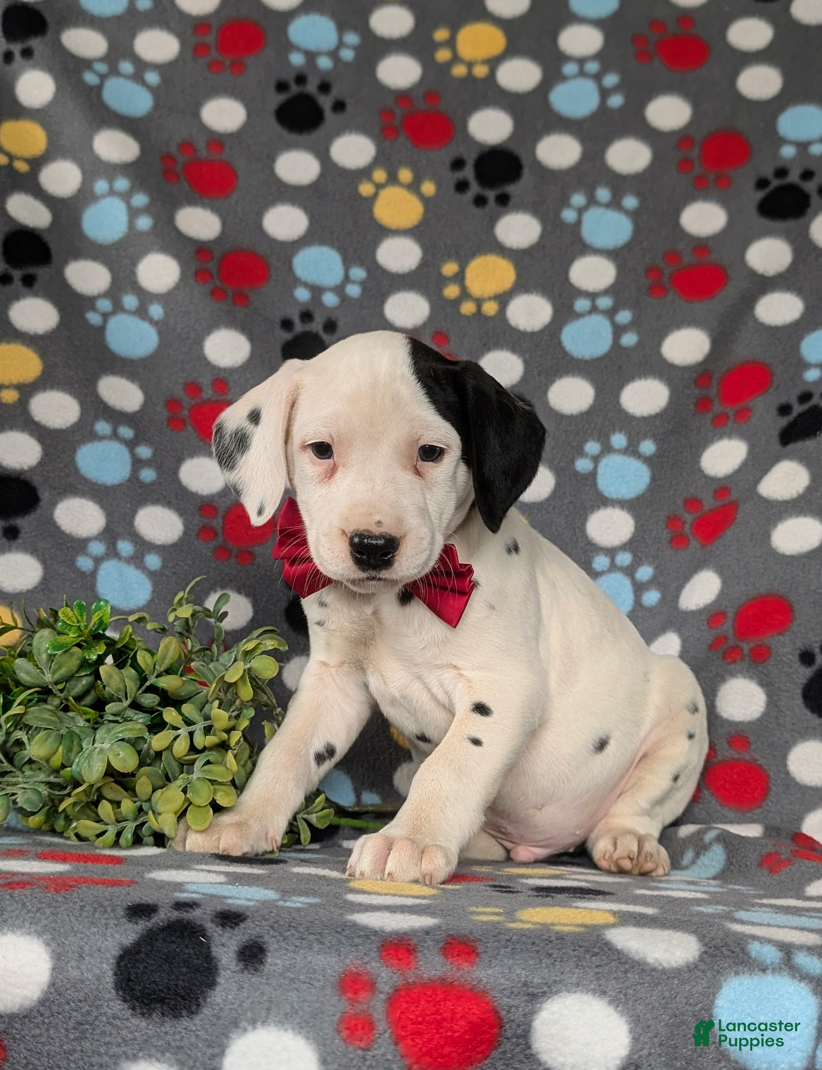 Dalmatian dogs Jordan - Ad 1