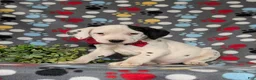 Dalmatian dogs for sale: Jordan - Ad 1