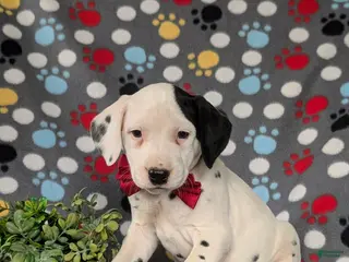 Dalmatian dogs for sale: Jordan - Ad 2