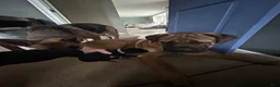 Cane Corso dogs for sale: Orzo - Ad 9