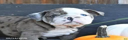English Bulldog dogs for sale: Jewel - Ad 3