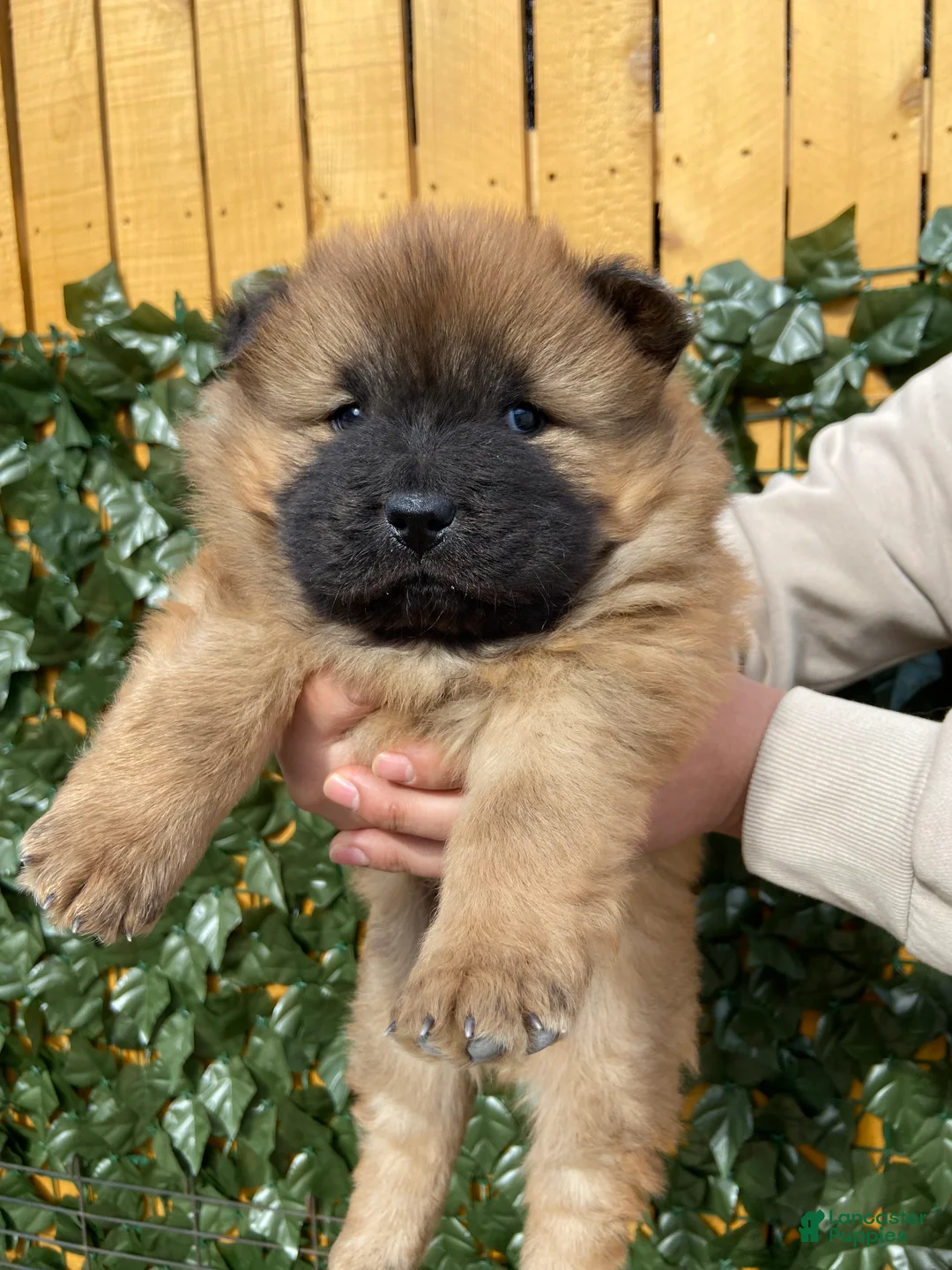 Chow Chow dogs for sale: Chow Chow Puppy 3 - Ad 1