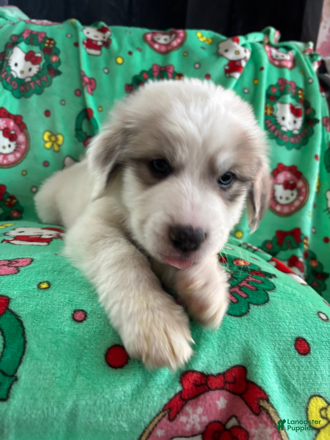 Great Pyrenees dogs for sale: Great Pyrenees - Ad 6