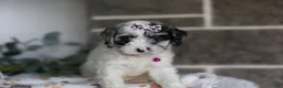 Cavapoo dogs for sale: Winnie - Ad 4